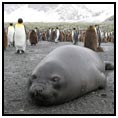 Elephant Island